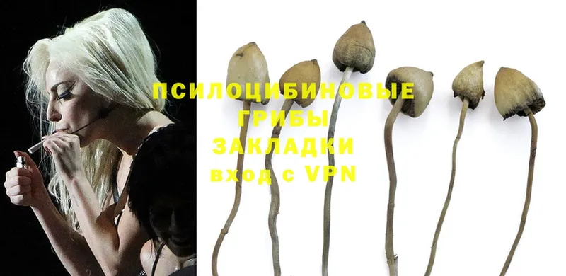 Псилоцибиновые грибы Psilocybine cubensis  мега маркетплейс  Тольятти  купить наркоту 